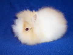 Killikus&reg; Fotographie