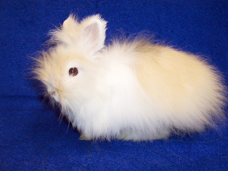 Killikus&reg; Fotographie