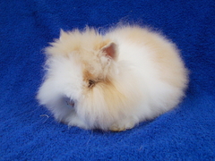 Killikus&reg; Fotographie