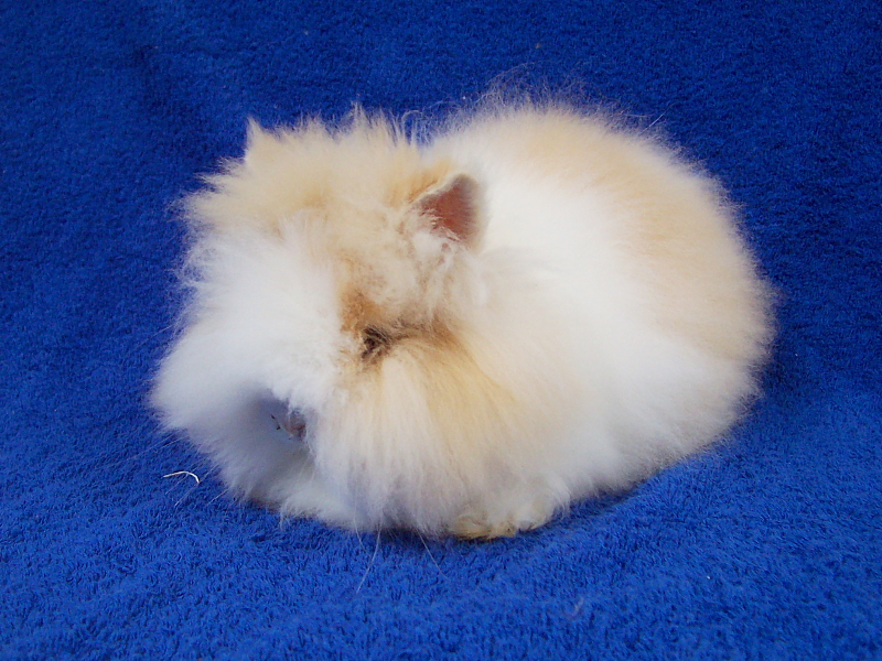 Killikus® Fotographie Killikus® Fotographie