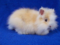 Killikus&reg; Fotographie