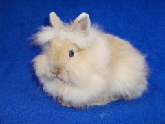 Killikus&reg; Fotographie