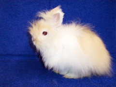 Killikus&reg; Fotographie