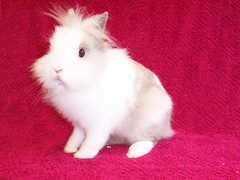 Killikus&reg; Fotographie