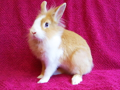 Killikus&reg; Fotographie