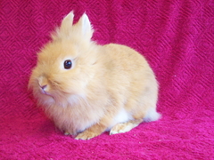 Killikus&reg; Fotographie