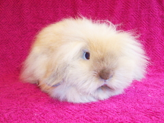 Killikus&reg; Fotographie