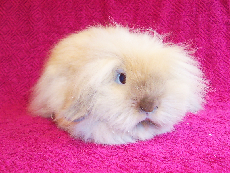 Killikus&reg; Fotographie