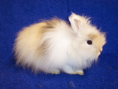 Killikus&reg; Fotographie