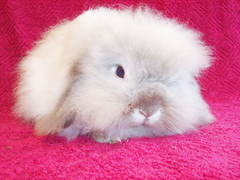 Killikus&reg; Fotographie