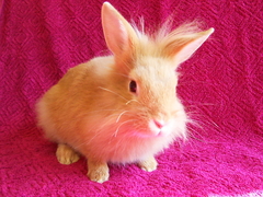 Killikus&reg; Fotographie