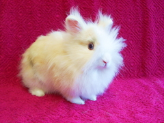 Killikus&reg; Fotographie