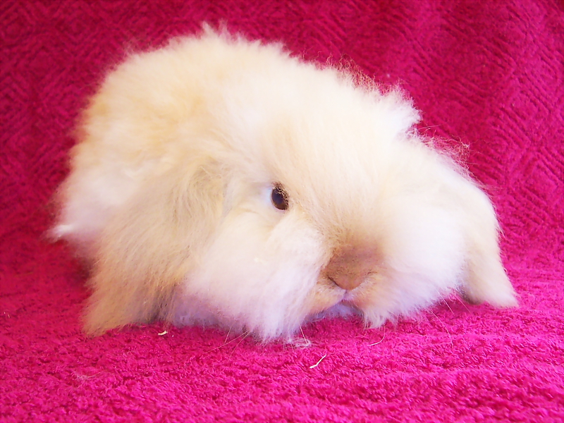 Killikus&reg; Fotographie