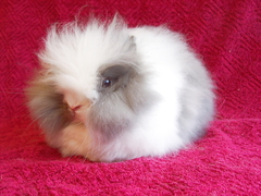 Killikus&reg; Fotographie