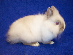 Killikus&reg; Fotographie