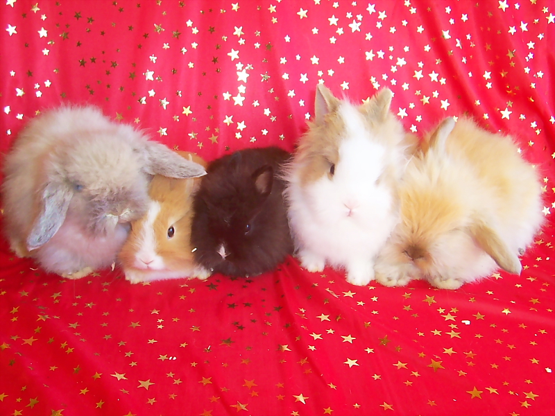 Killikus&reg; Fotographie