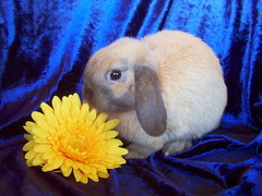 Killikus&reg; Fotographie