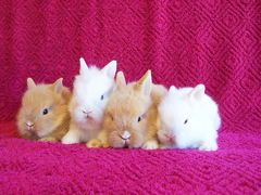 Killikus&reg; Fotographie