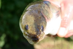 Aal (Anguilla anguilla) Breitmaulaal Raubaal - Angeln in Mecklenburg