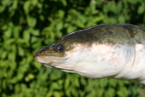 Aal (Anguilla anguilla) Breitmaulaal Raubaal - Angeln in Mecklenburg