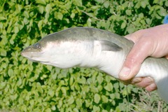 Aal (Anguilla anguilla) Breitmaulaal Raubaal - Angeln in Mecklenburg