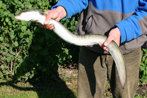 Aal (Anguilla anguilla) Breitmaulaal Raubaal - Angeln in Mecklenburg