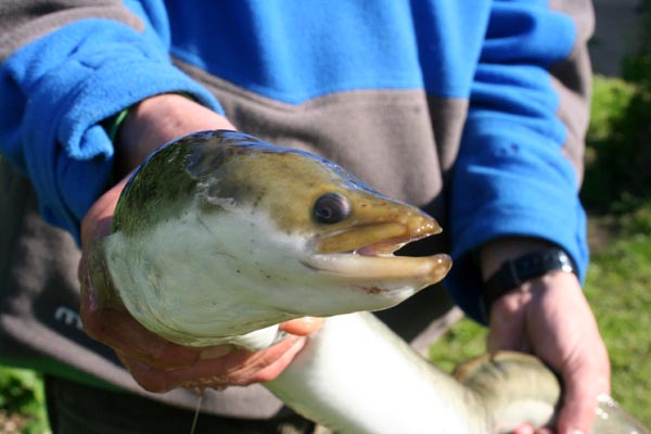 Aal (Anguilla anguilla) Breitmaulaal Raubaal - Angeln in Mecklenburg