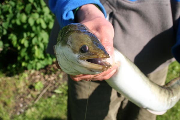 Aal (Anguilla anguilla) Breitmaulaal Raubaal - Angeln in Mecklenburg