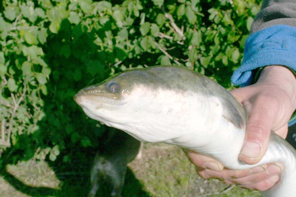 Aal (Anguilla anguilla) Breitmaulaal Raubaal - Angeln in Mecklenburg