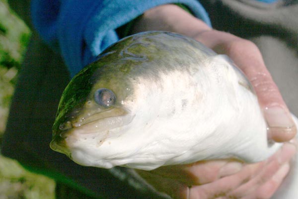 Aal (Anguilla anguilla) Breitmaulaal Raubaal - Angeln in Mecklenburg