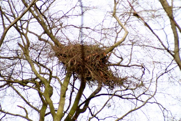 Seeadler Adlerhost