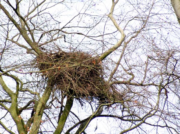 Seeadler Adlerhost