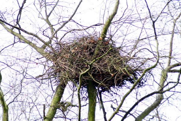 Seeadler Adlerhost