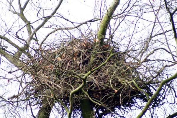 Seeadler Adlerhost