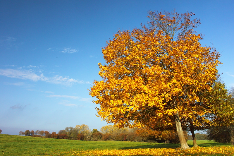 Altweibersommer im Herbst 