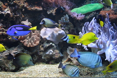 Aquarium Gestaltung - Aquariengestaltung für Süßwasseraquarien