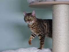 Bengalkatze Bengal Katzen