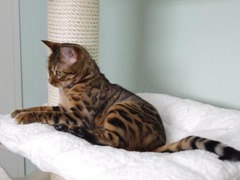 Bengalkatze Bengal Katzen