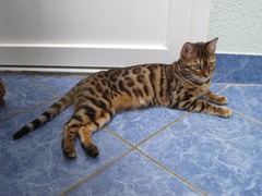 Bengalkatze Bengal Katzen