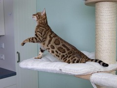Bengalkatze Bengal Katzen