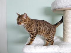 Bengalkatze Bengal Katzen
