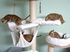 Bengalkitten Katze Kitten