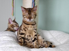 Bengalkitten Katze Kitten