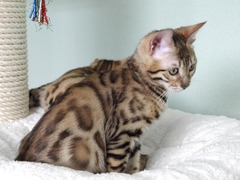 Bengalkitten Katze Kitten