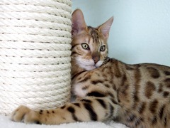 Bengalkitten Katze Kitten