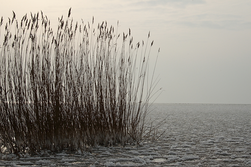 Bodden Gewsser Boddenlandschaften