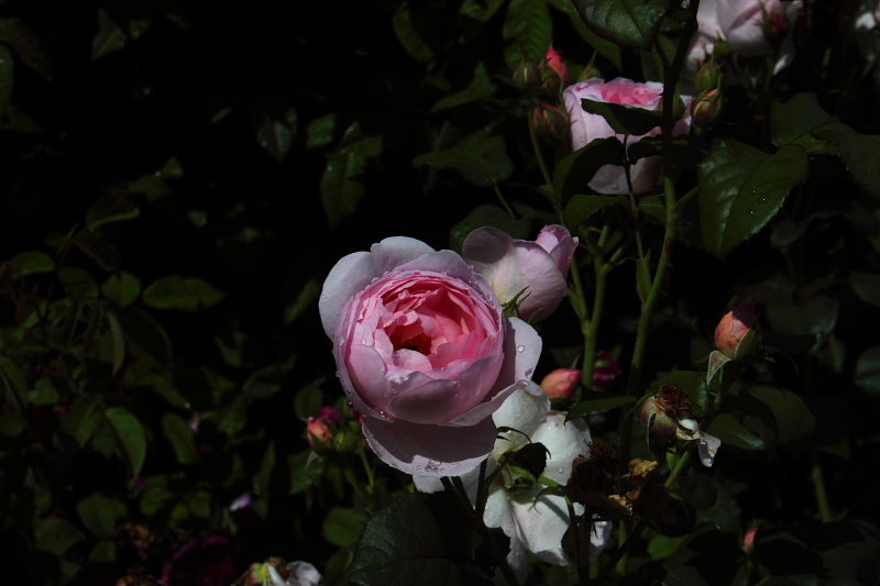 Stillleben mit rosa Rose