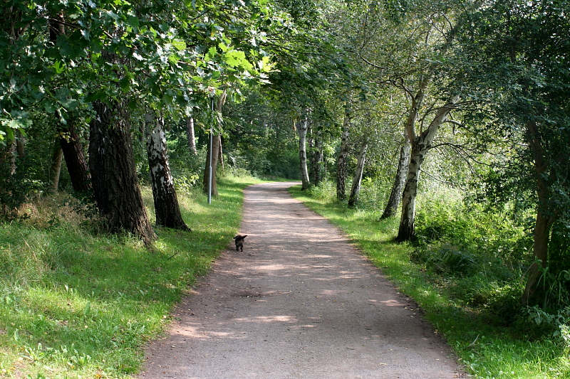 Burgwallinsel Teterow