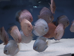 Diskusfische Diskusbuntbarsch