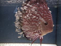 Diskusfische Diskusbuntbarsch